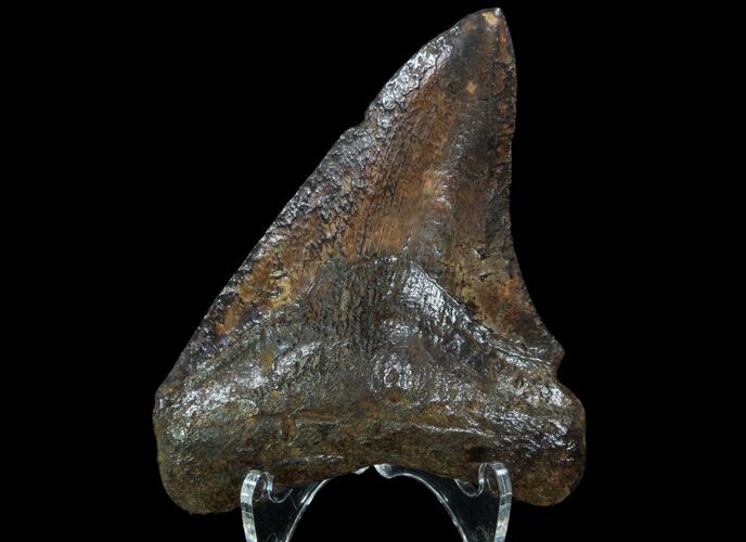 Bargain, Fossil Megalodon Tooth - Georgia #90067